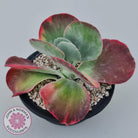 Kalanchoe Luciae 'Fantastic' Variegated Paddle Plant