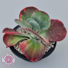 Load image into Gallery viewer, Kalanchoe Luciae &#39;Fantastic&#39; Variegated Paddle Plant - John &amp; Norma&#39;s Succulents Australia
