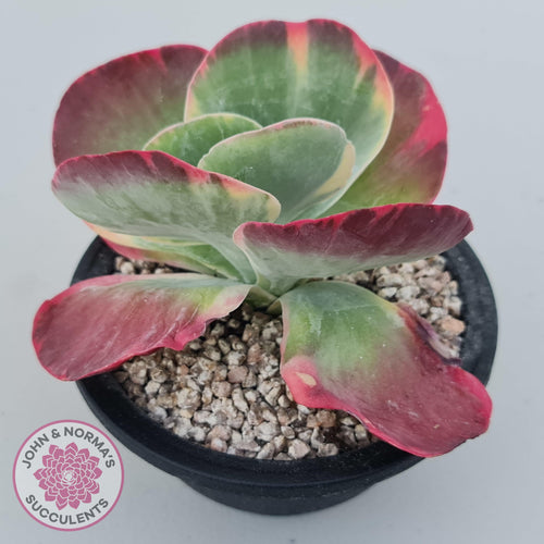 Kalanchoe Luciae 'Fantastic' Variegated Paddle Plant - John & Norma's Succulents Australia