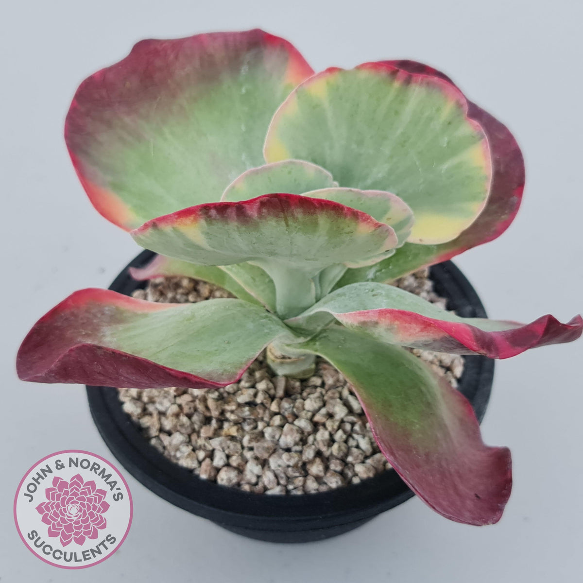 Kalanchoe Luciae 'Fantastic' Variegated Paddle Plant