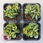 Adromischus Silver Tube