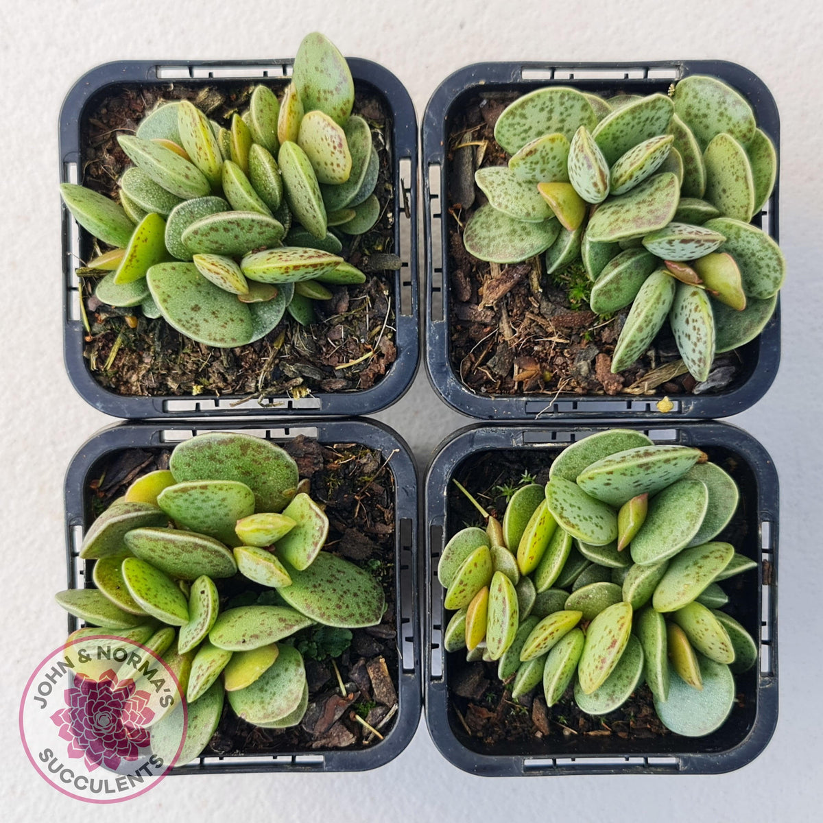 Adromischus Silver Tube