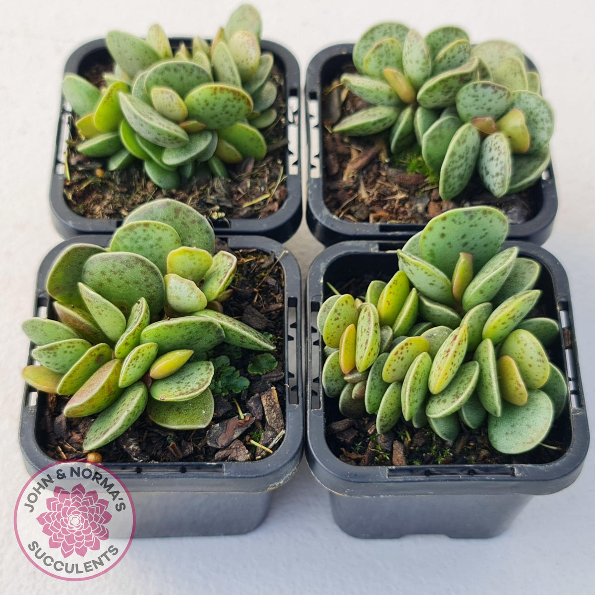 Adromischus Silver Tube