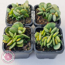 Load image into Gallery viewer, Adromischus Silver Tube - John &amp; Norma&#39;s Succulents
