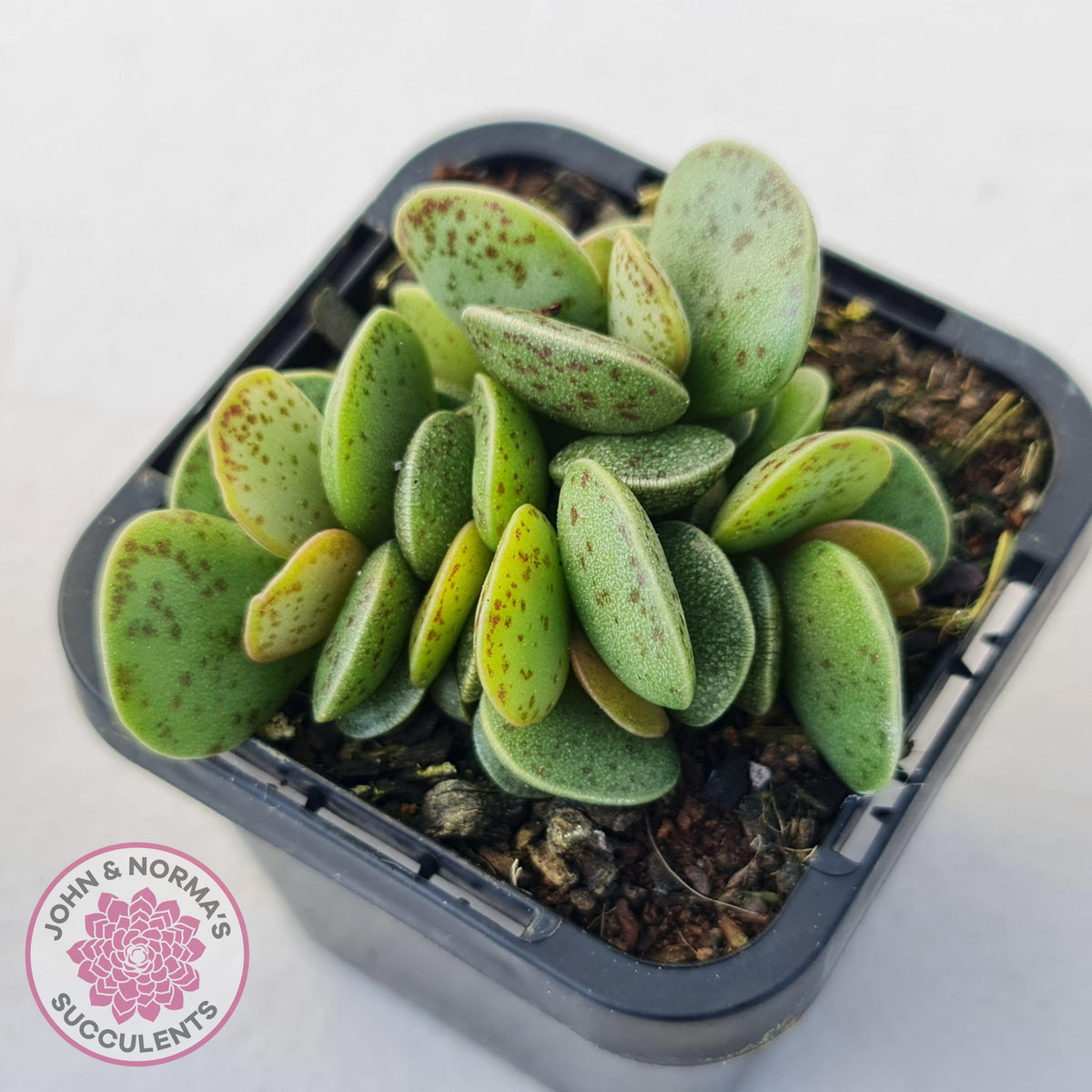 Adromischus Silver Tube