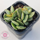 Adromischus Silver Tube