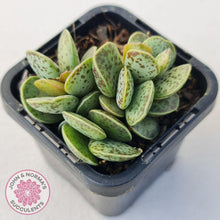 Load image into Gallery viewer, Adromischus Silver Tube - John &amp; Norma&#39;s Succulents
