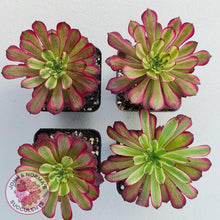 Load image into Gallery viewer, Aeonium Mardi Gras - John &amp; Norma&#39;s Succulents
