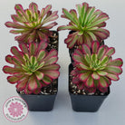 Aeonium Mardi Gras