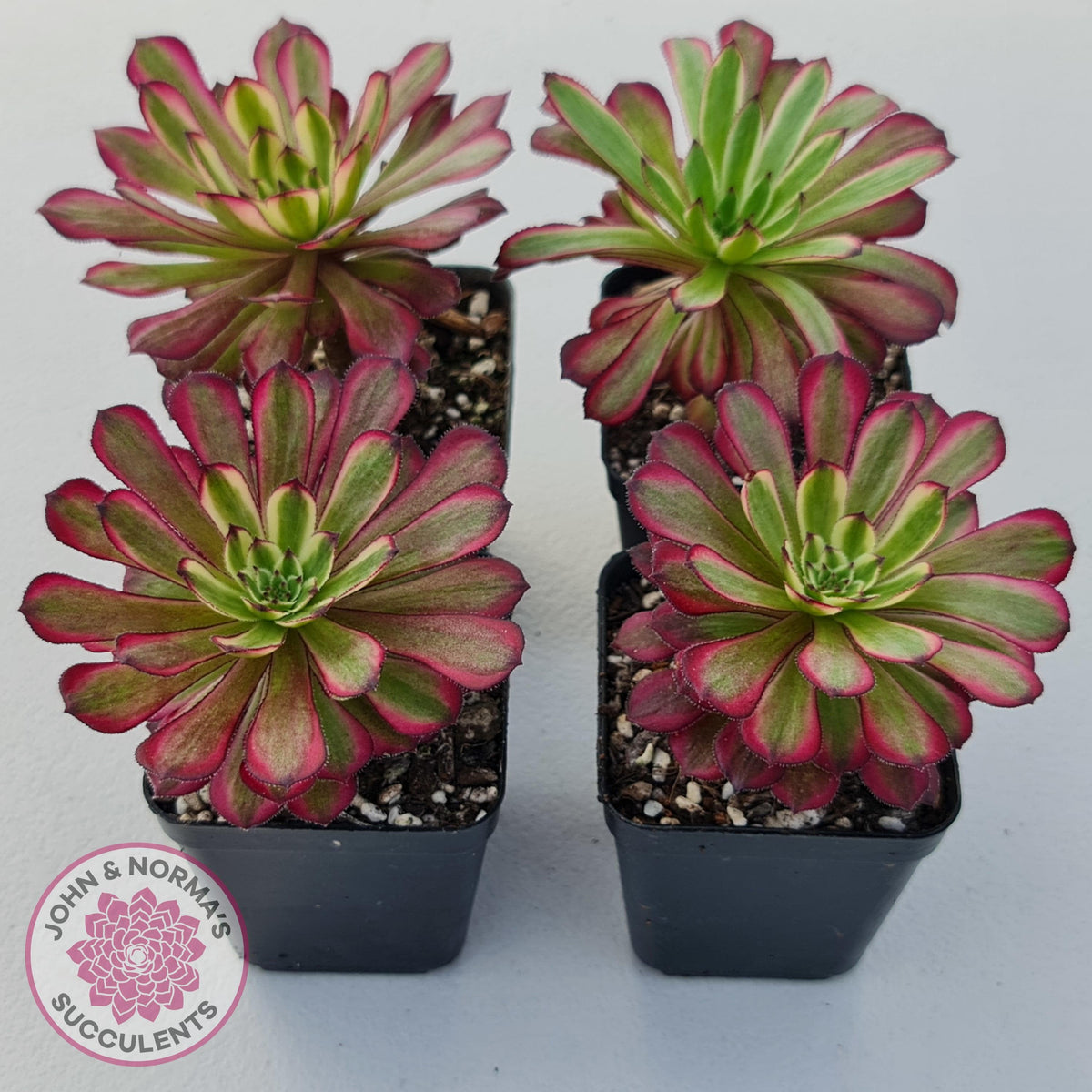 Aeonium Mardi Gras