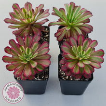 Load image into Gallery viewer, Aeonium Mardi Gras - John &amp; Norma&#39;s Succulents
