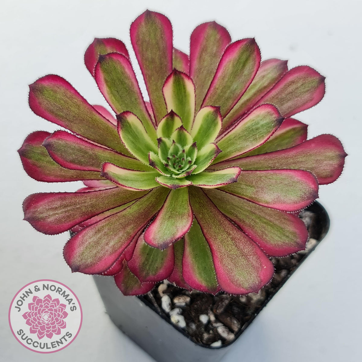 Aeonium Mardi Gras