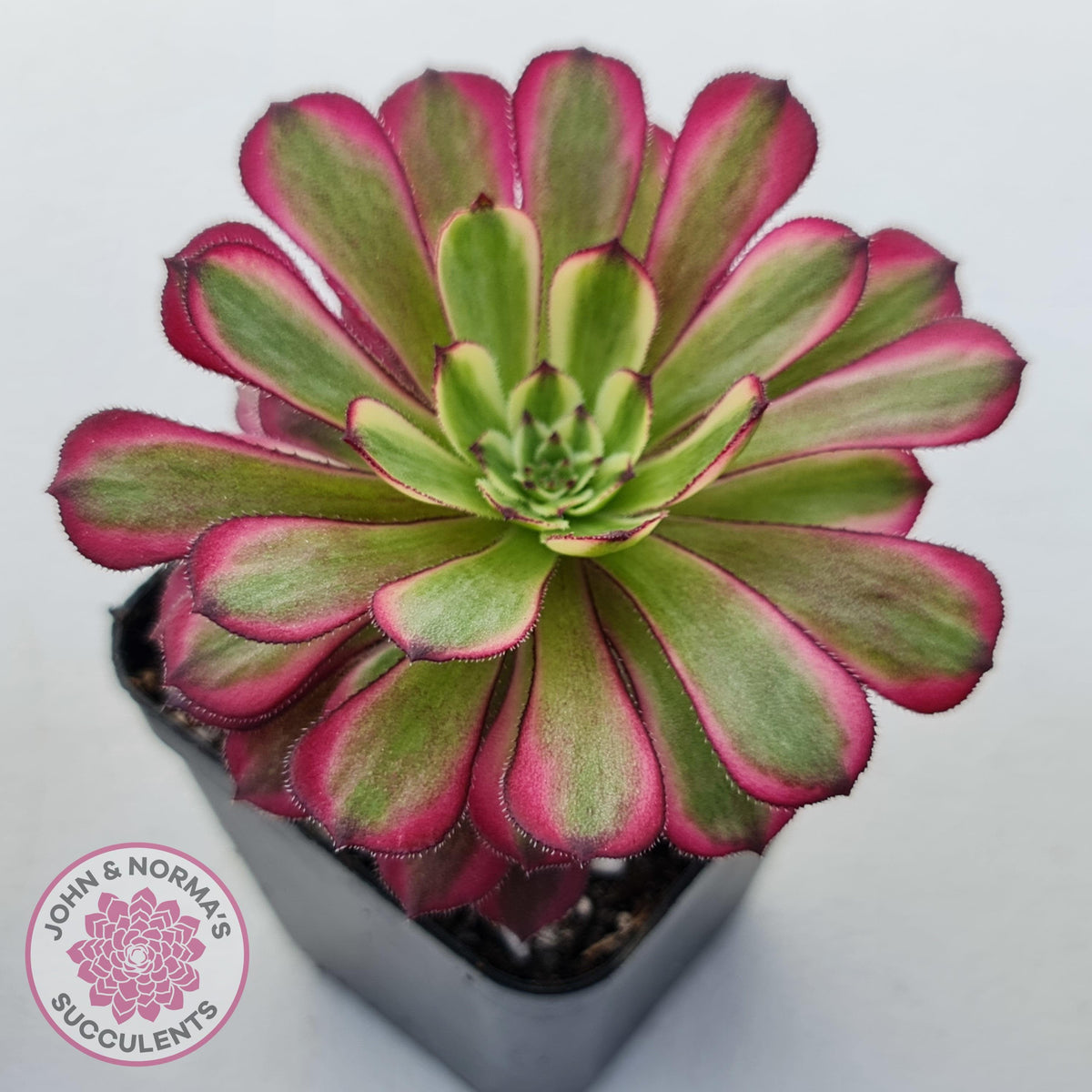 Aeonium Mardi Gras