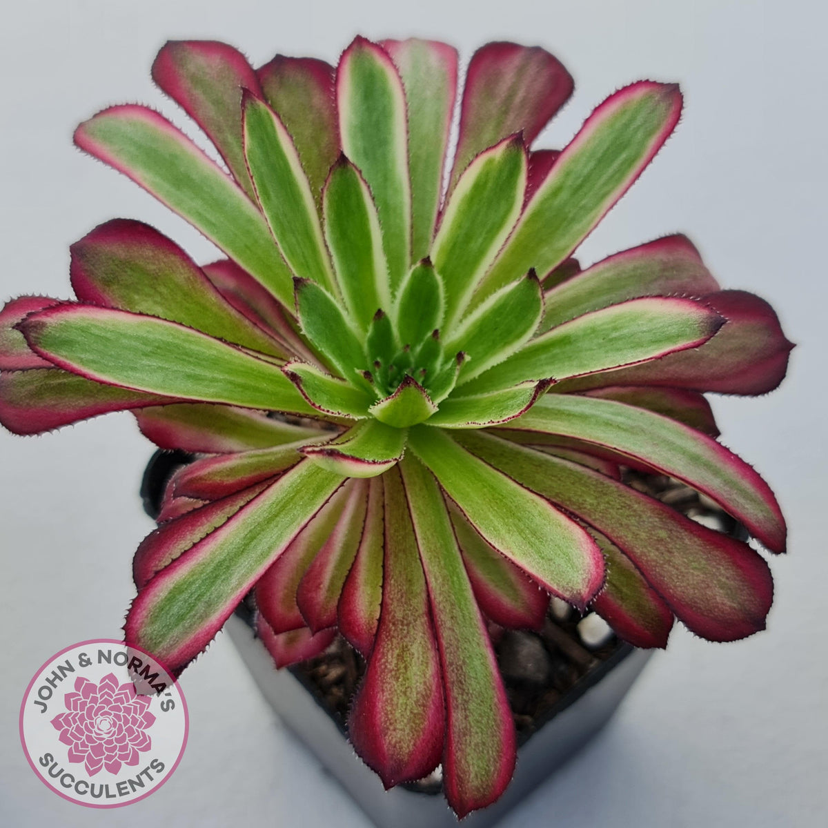 Aeonium Mardi Gras