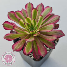 Load image into Gallery viewer, Aeonium Mardi Gras - John &amp; Norma&#39;s Succulents
