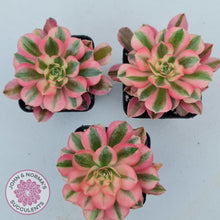 Load image into Gallery viewer, Aeonium Pink Witch - John &amp; Norma&#39;s Succulents
