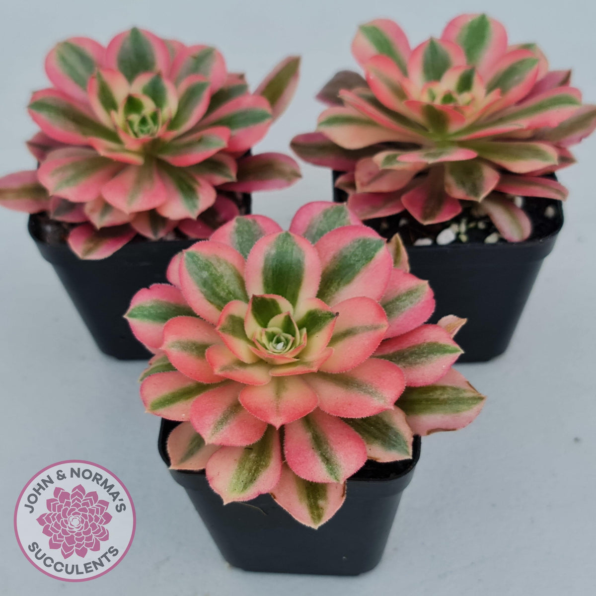 Aeonium 'Pink Witch'
