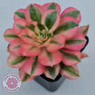 Aeonium 'Pink Witch'