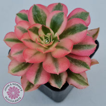 Load image into Gallery viewer, Aeonium Pink Witch - John &amp; Norma&#39;s Succulents
