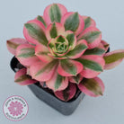 Aeonium 'Pink Witch'