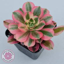 Load image into Gallery viewer, Aeonium Pink Witch - John &amp; Norma&#39;s Succulents
