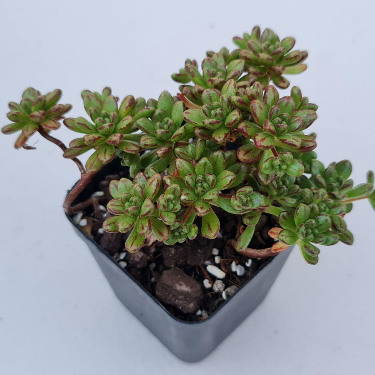 Aeonium sedifolium