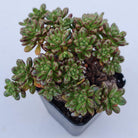 Aeonium sedifolium