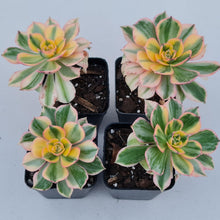 Load image into Gallery viewer, Aeonium Sunburst - John &amp; Norma&#39;s Succulents
