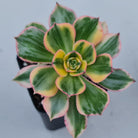 Aeonium 'Sunburst'