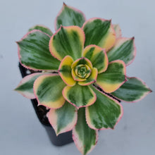 Load image into Gallery viewer, Aeonium Sunburst - John &amp; Norma&#39;s Succulents
