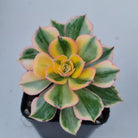 Aeonium 'Sunburst'