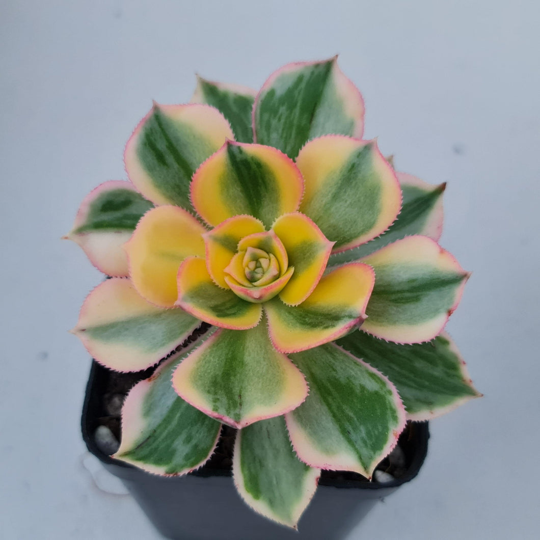 Aeonium Sunburst - John & Norma's Succulents