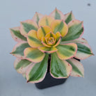 Aeonium 'Sunburst'