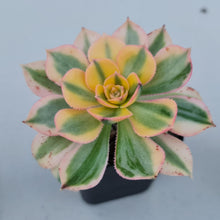 Load image into Gallery viewer, Aeonium Sunburst - John &amp; Norma&#39;s Succulents
