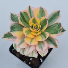 Load image into Gallery viewer, Aeonium Sunburst - John &amp; Norma&#39;s Succulents
