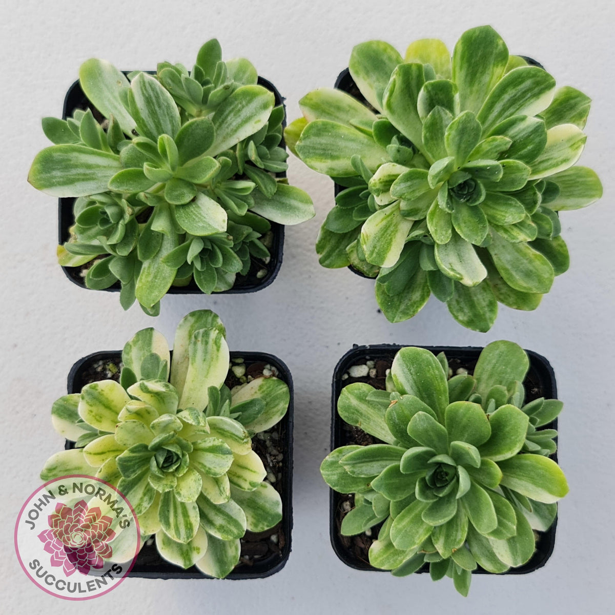 Aeonium Castello-Paivae Variegata 'Suncup'