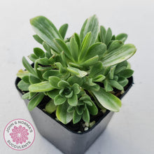 Load image into Gallery viewer, Aeonium Castello-Paivae Variegata &#39;Suncup&#39; - John &amp; Norma&#39;s Succulents
