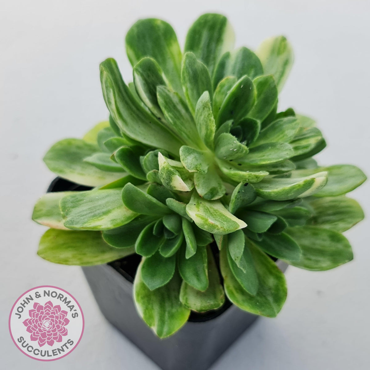Aeonium Castello-Paivae Variegata 'Suncup'