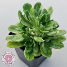 Load image into Gallery viewer, Aeonium Castello-Paivae Variegata &#39;Suncup&#39; - John &amp; Norma&#39;s Succulents
