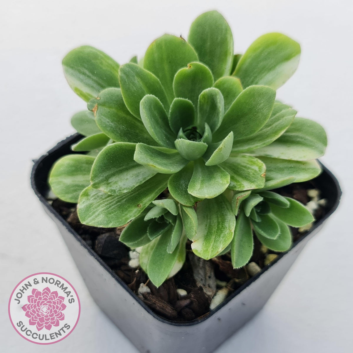Aeonium Castello-Paivae Variegata 'Suncup'