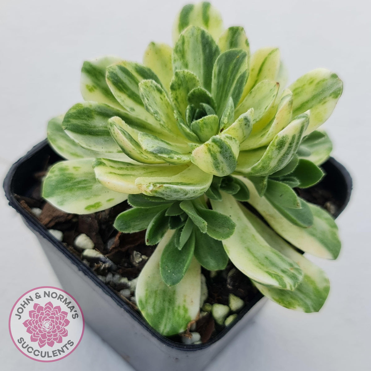 Aeonium Castello-Paivae Variegata 'Suncup'