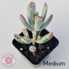 Cotyledon Orbiculata Long Leaf Variegated