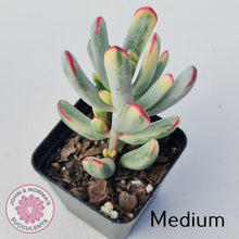 Load image into Gallery viewer, Cotyledon Orbiculata Long Leaf Variegated - John &amp; Norma&#39;s Succulents
