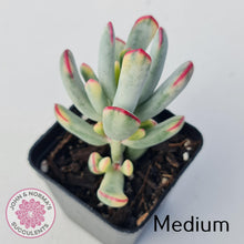 Load image into Gallery viewer, Cotyledon Orbiculata Long Leaf Variegated - John &amp; Norma&#39;s Succulents
