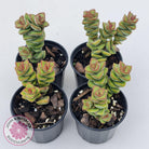 Crassula perforata sp.