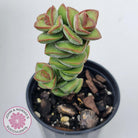 Crassula perforata sp.