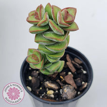 Load image into Gallery viewer, Crassula Perforata sp - John &amp; Norma&#39;s Succulents Australia
