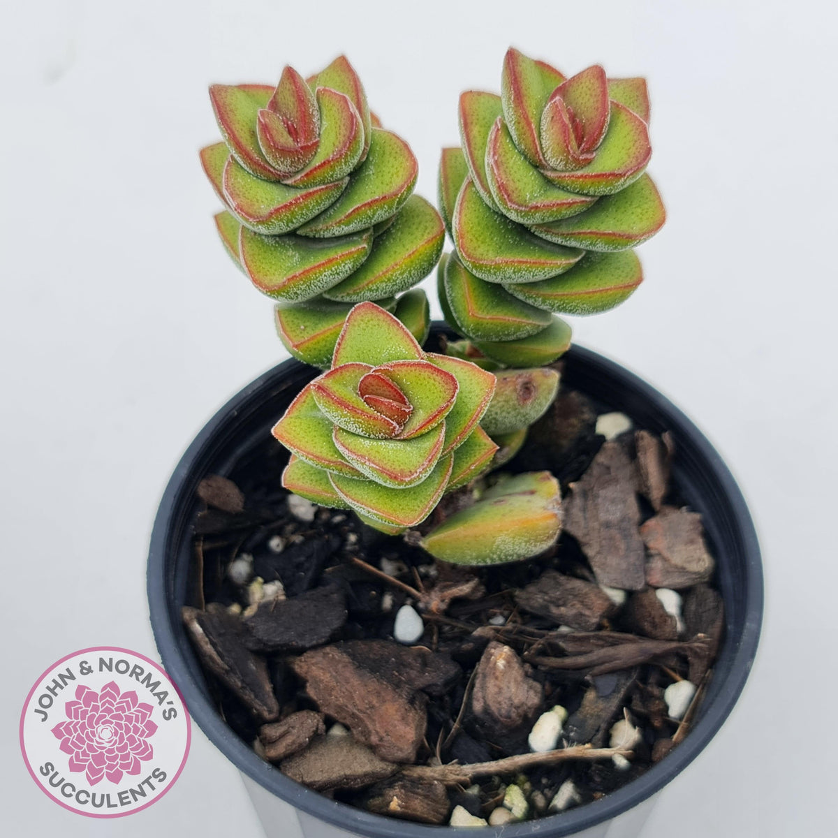 Crassula perforata sp.