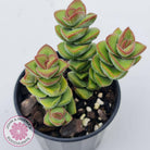 Crassula perforata sp.