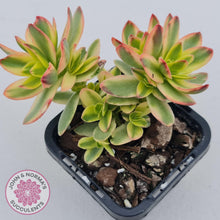 Load image into Gallery viewer, Crassula dejecta variegata - John &amp; Norma&#39;s Succulents
